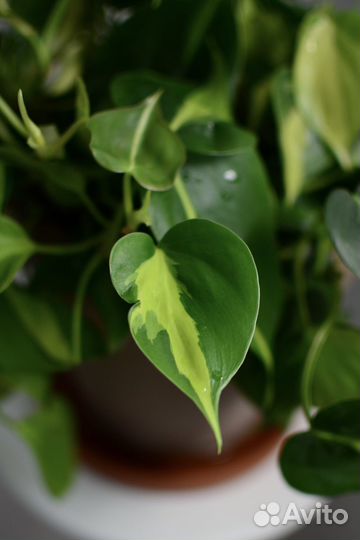 Пересадки и уход за комнатными растениями