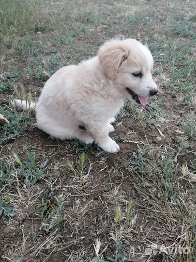 Собака (щенок) в добрые руки