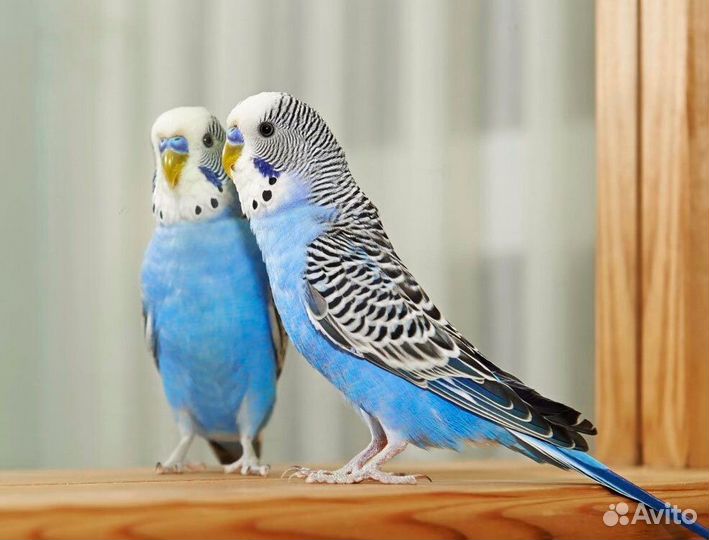 Волнистый попугай