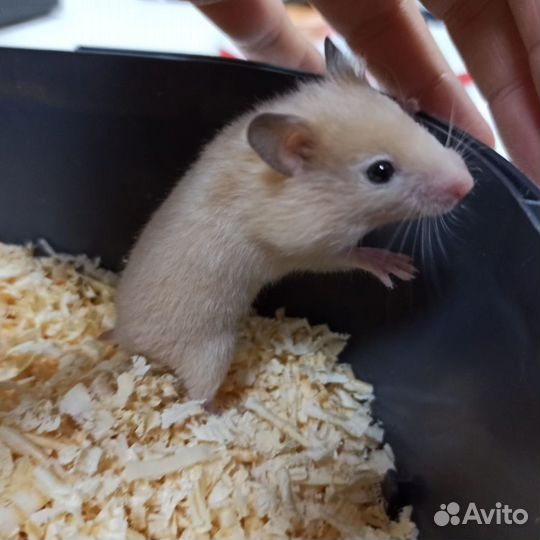 Сирийский хомяк