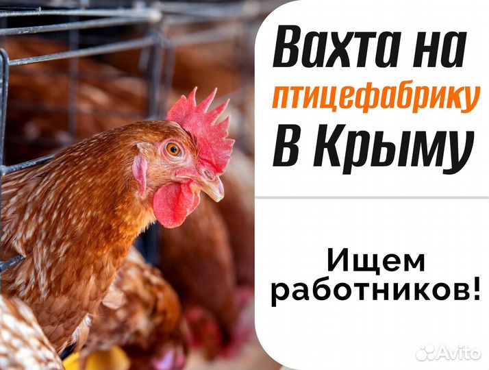 Работа в крыму вахта упаковщик