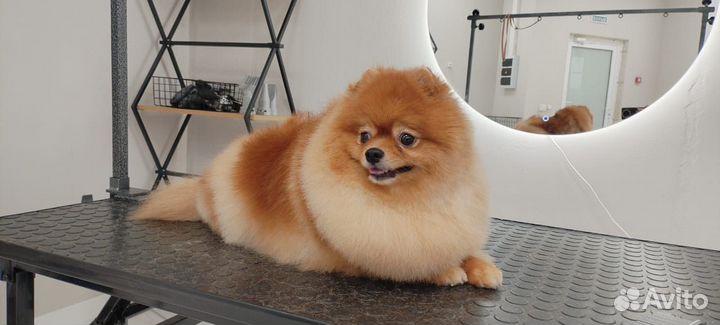 Груминг, стрижка животных (собак/кошек)