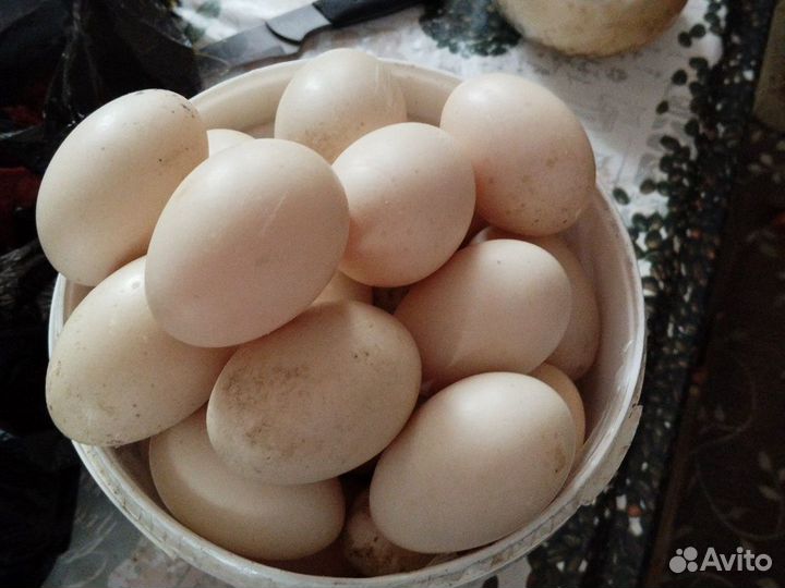 Яйца инкубационное индоутки