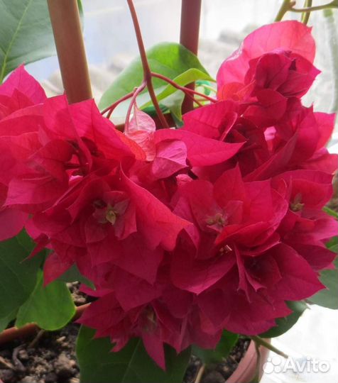 Сортовые бугенвиллии