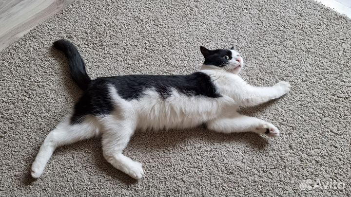 Передержка животных в квартире