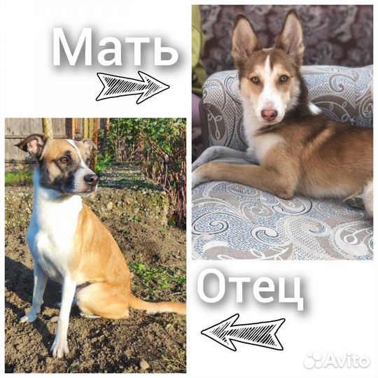 Собаки щенки