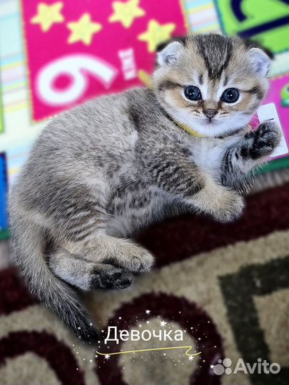 Шотландские котята