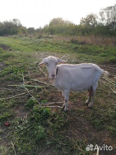 Коза дойная