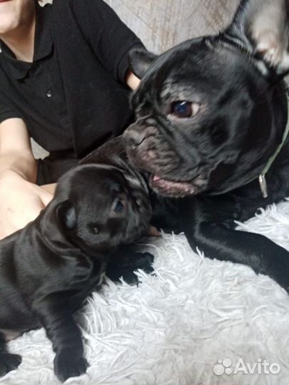 Щенки франзуского бульдога