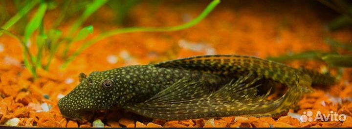 Аквариумные рыбы