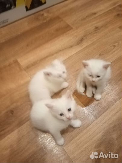 Сибирские котята