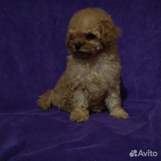 Той пудельки