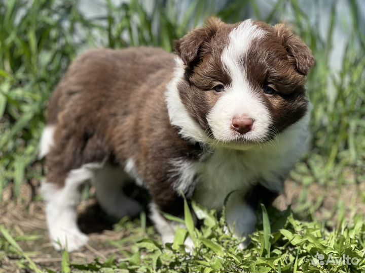 Бордер колли щенки