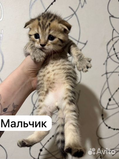 Шотландские котята