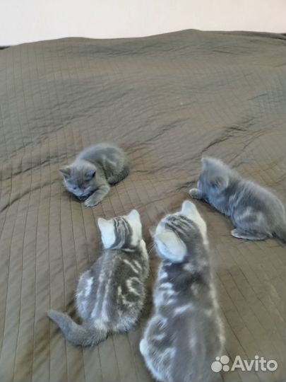 Британские котята