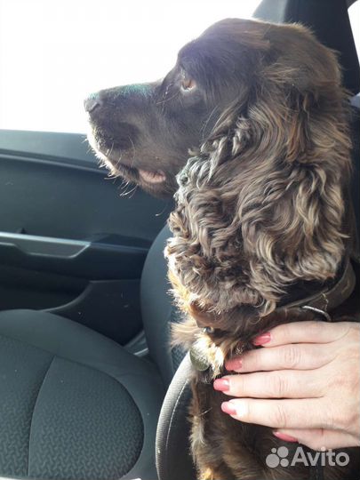 Кокер спаниель вязка