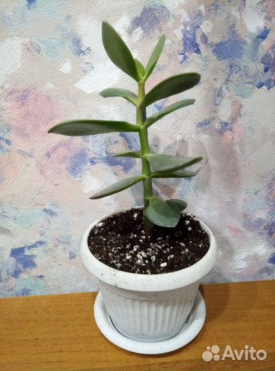 Денежное дерево красула толстянка