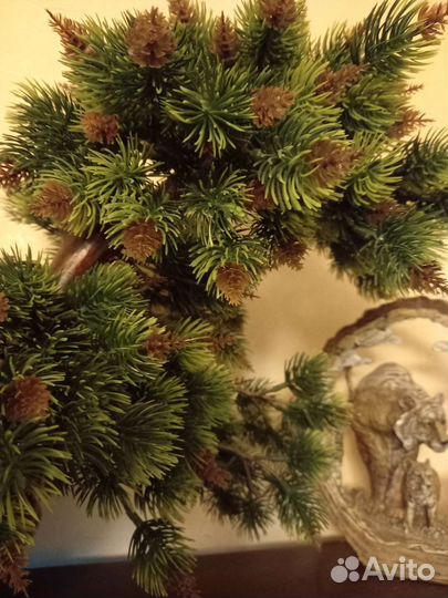 Бонсай Сосна