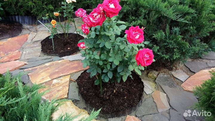 Перегной удобрение для земли