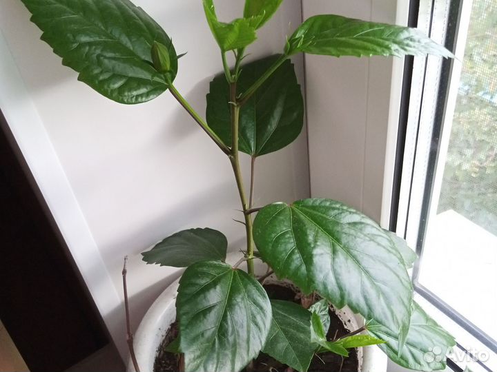 Гибискус, герань