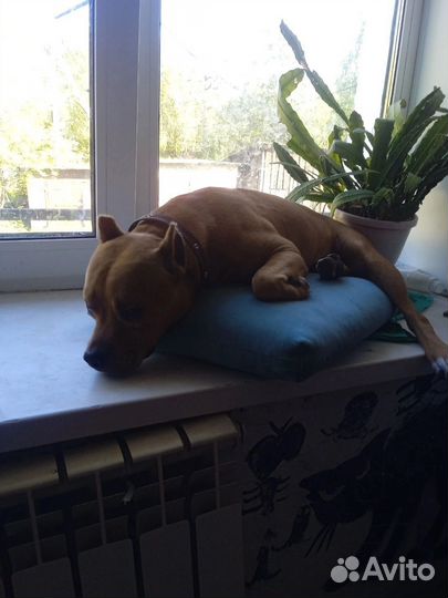 Стаффордширский терьер