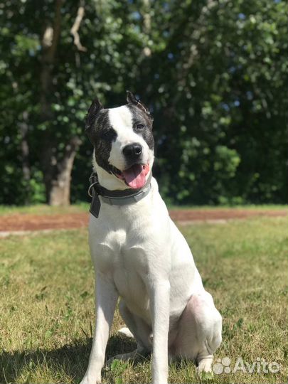 Стаффордширский терьер