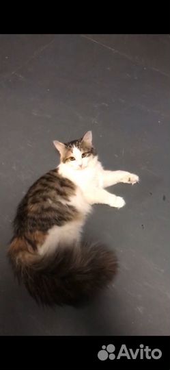 Кошечка Алиса с шикарным хвостом