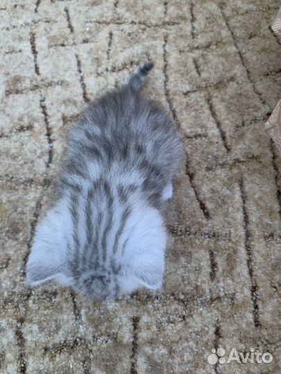 Шотландская