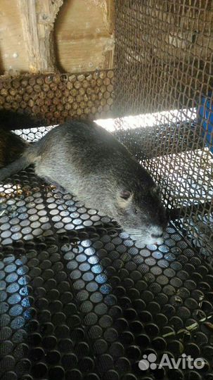 Нутрии молодняк