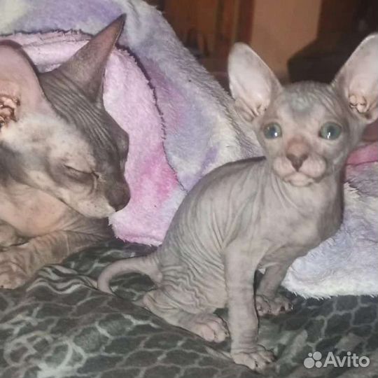 Донской сфинкс котик