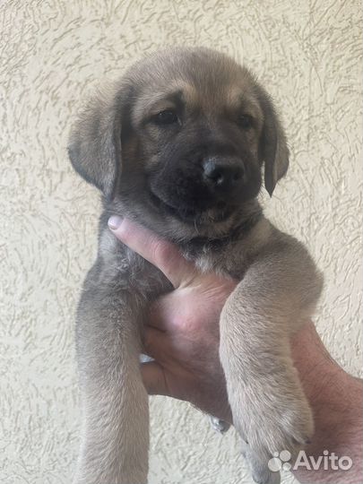 Собака немецкая овчарка