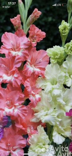 Гладиолусы букет