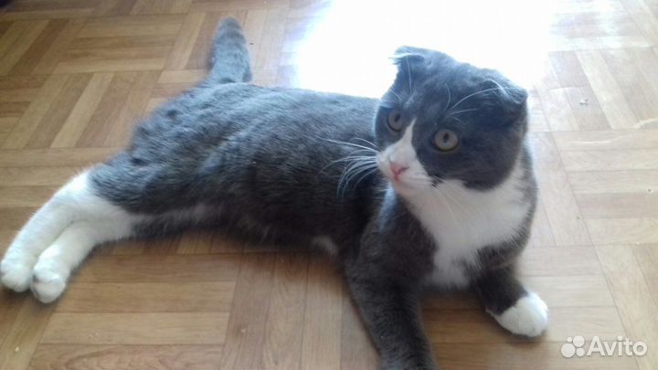 Кошки в добрые руки