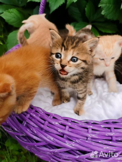 Отдам котят в добрые руки