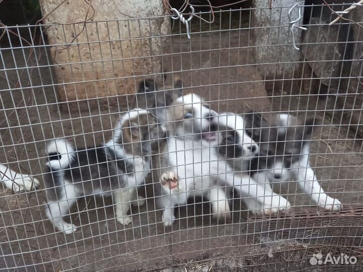 Щенки западно сибирской лайки