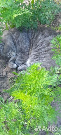 Кот британец в добрые руки
