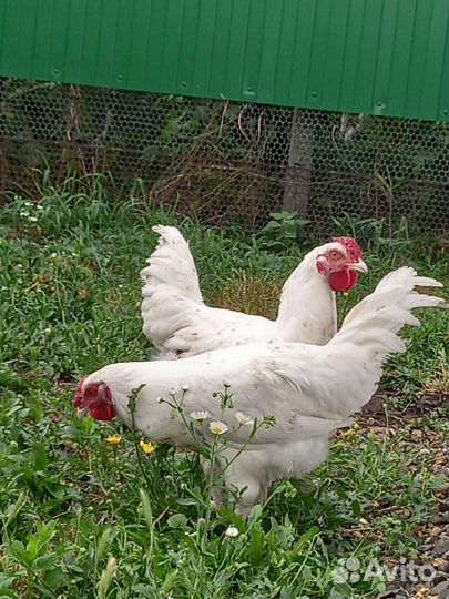 Царскосельски и пушкинские курочки и петушки