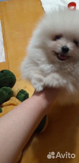 Щенок Шпица мальчик