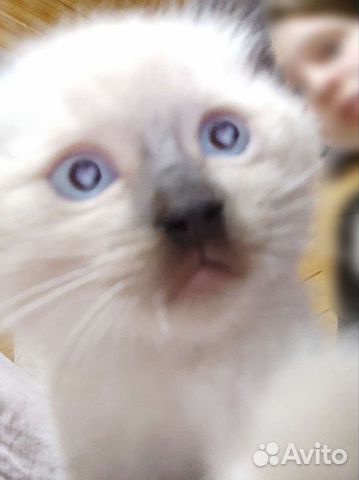 Балинезийская кошка купить в Новолуговом  объявление продам