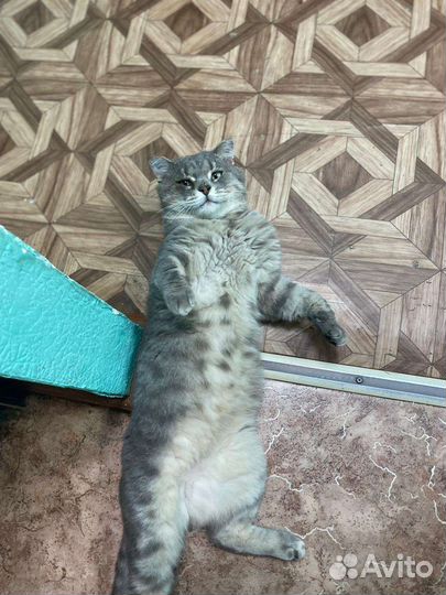 Кот скотиш страйт