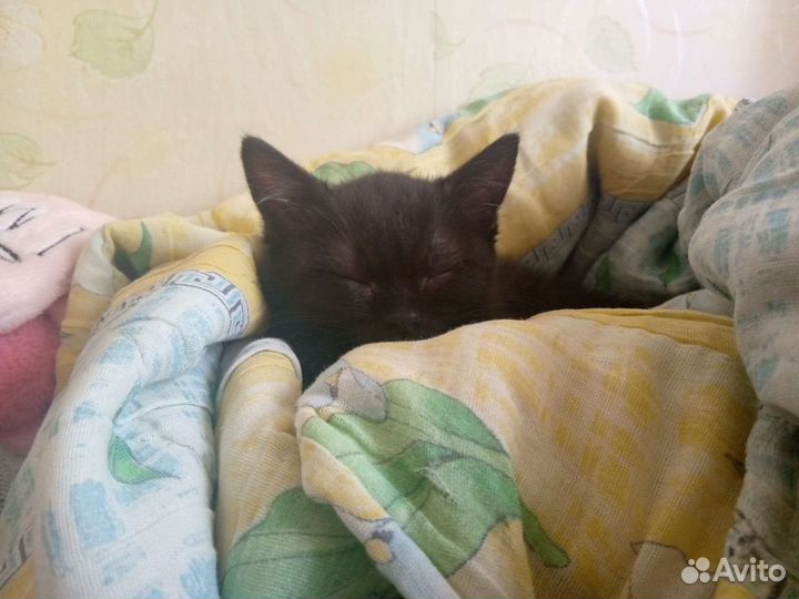 Кошка в дар бесплатно