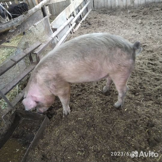 Продам хряка