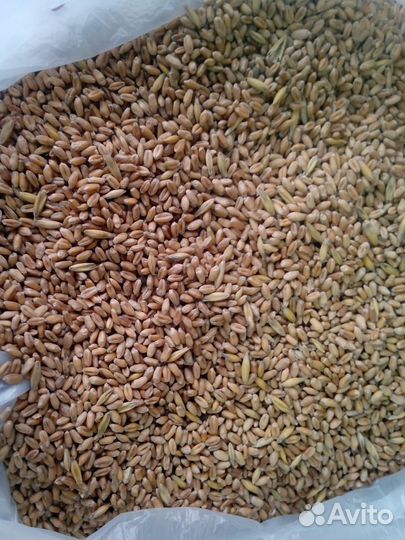 Пшеница кормовая в мешках