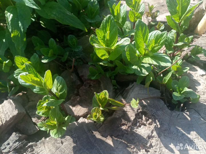 Мята ментоловая