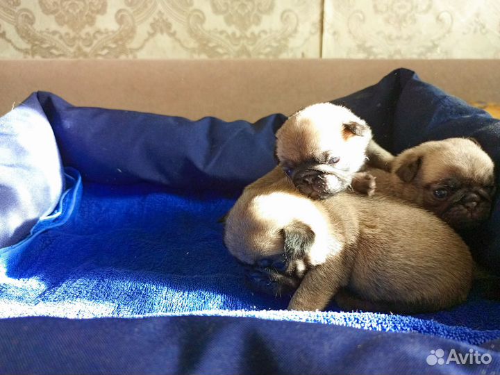 Щенки мопса