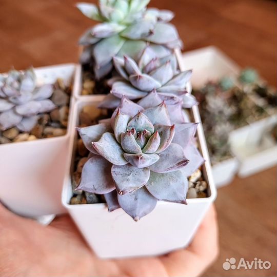 Echeveria Blue Bird