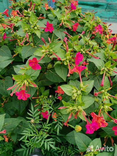 Семена цветов ночная красавица