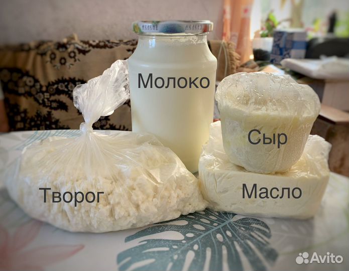 Молоко сыр творог масло сметана сливки сыворотка