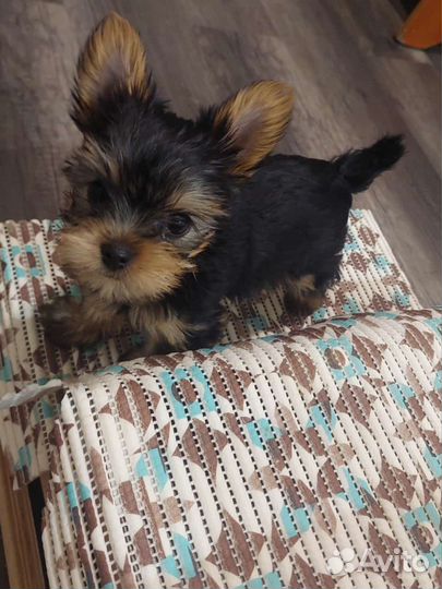 Йоркширский терьер