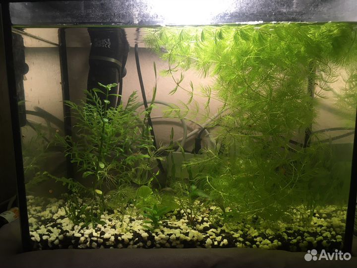 Аквариум
